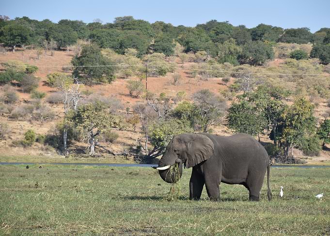 Elephant eating