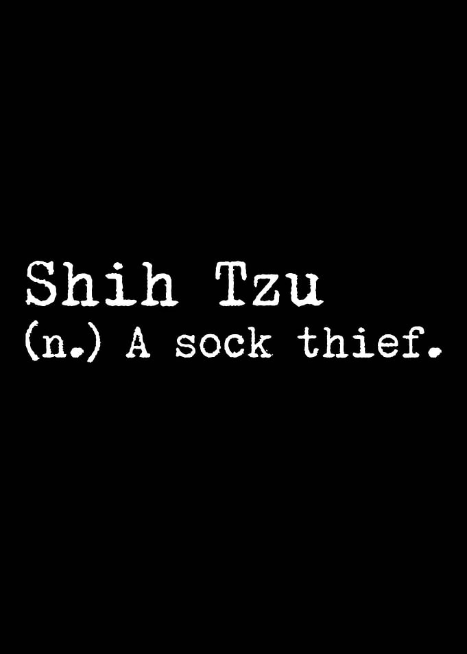 Shih Tzu A Sock Thief