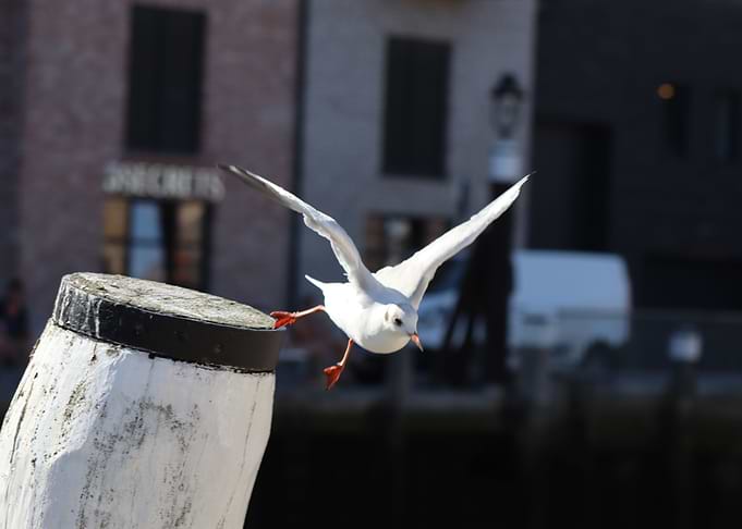 The Seagull