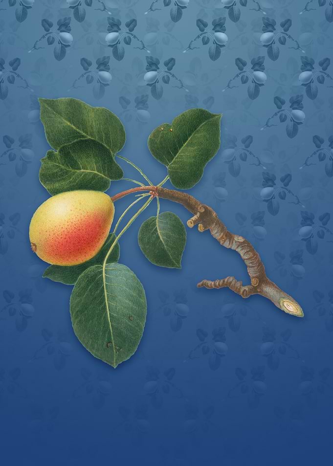 Pear on Bahama Blue