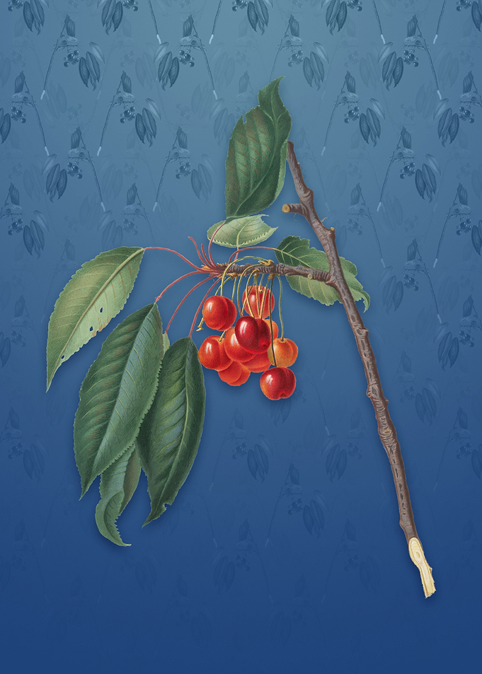 Cherry on Bahama Blue