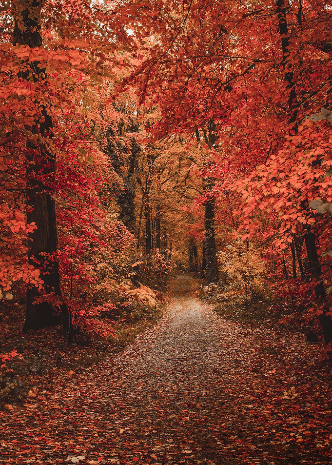 Colors of Autumn