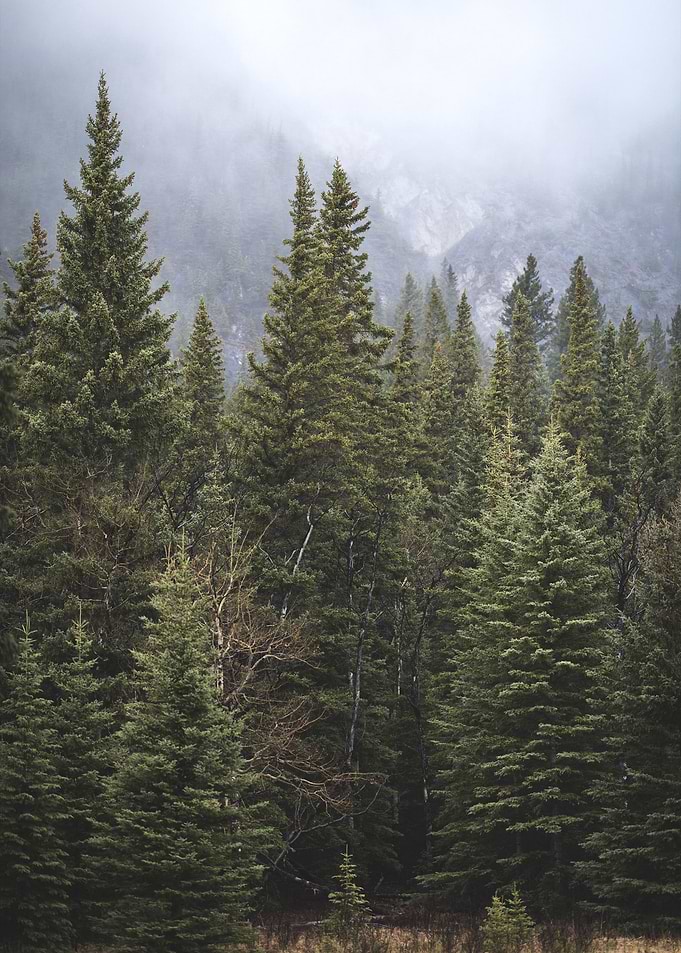 Within The Nature