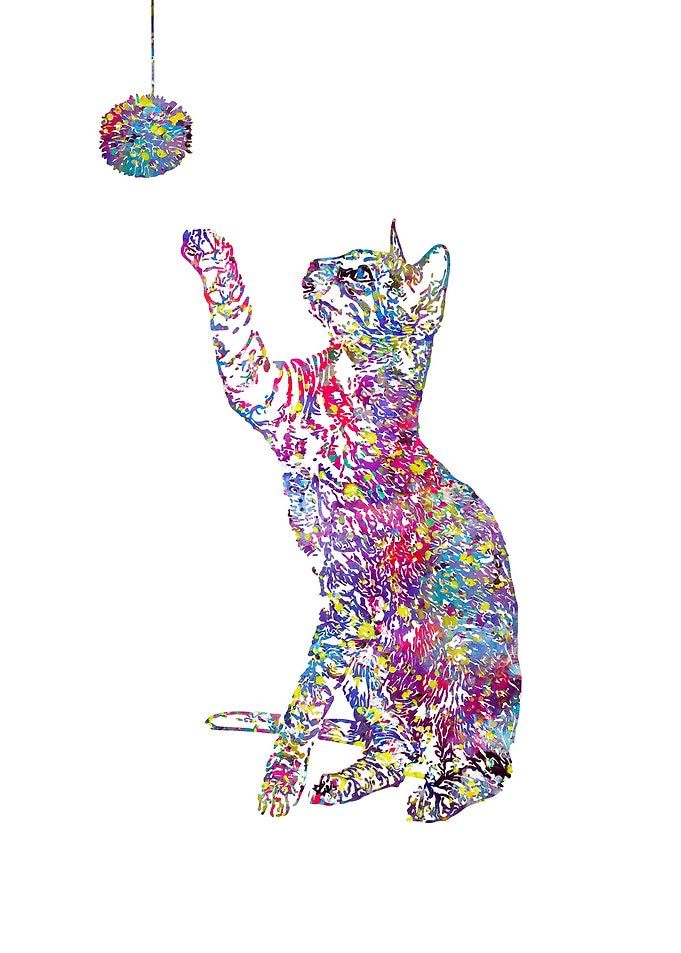 Kitten playing