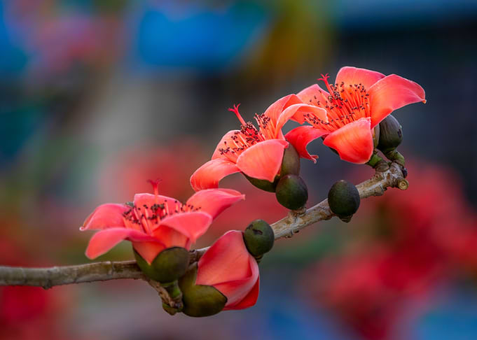 Triple bombax ceiba