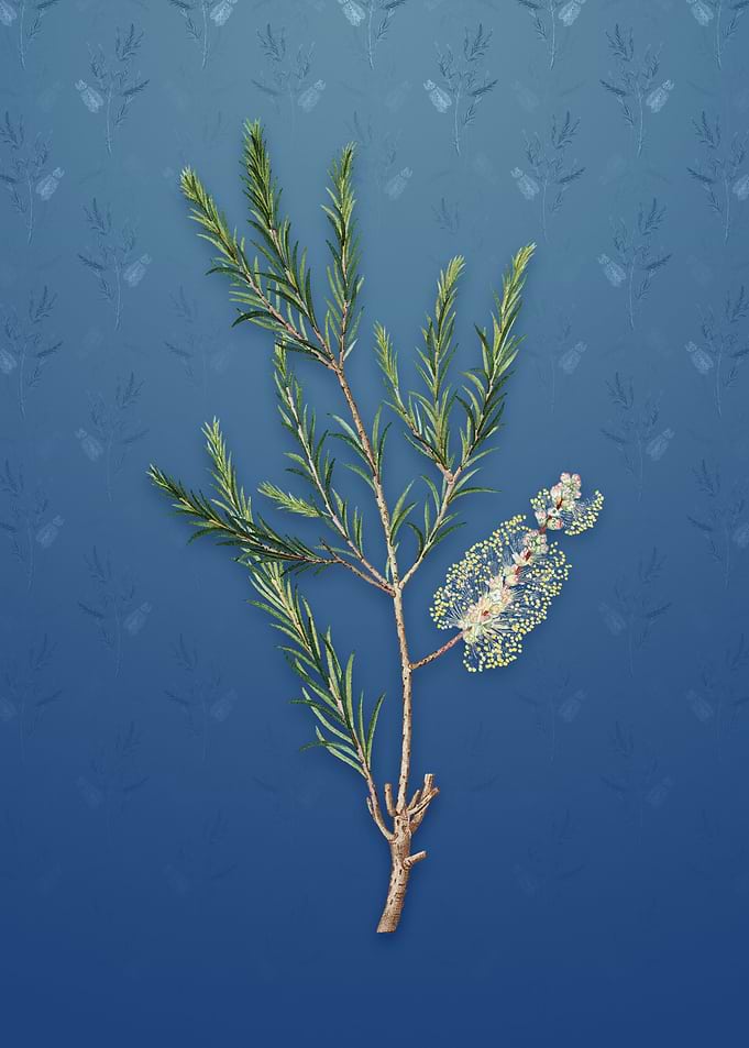 Vintage Swamp Paperbark