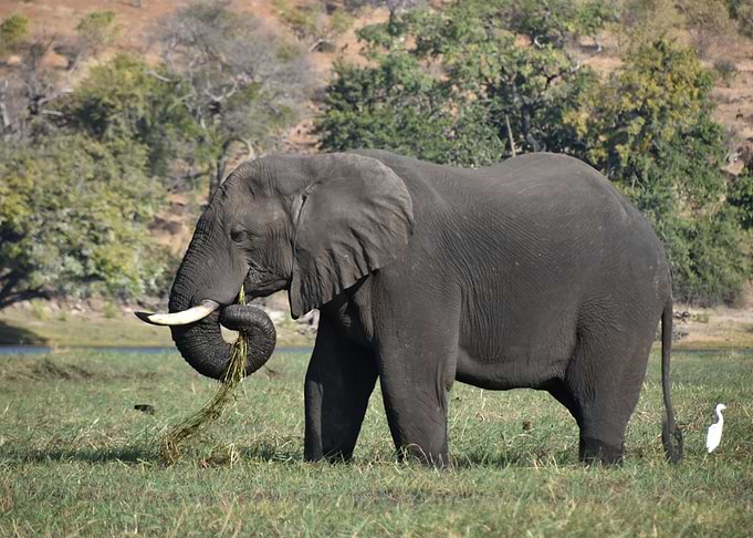 Elephant eating grass
