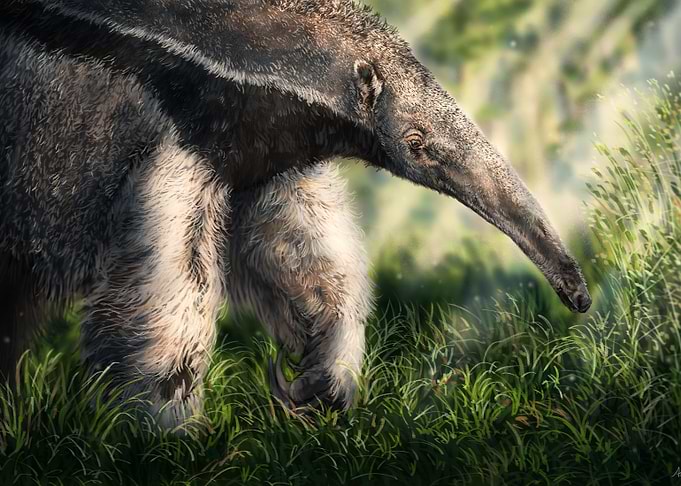 Giant Anteater