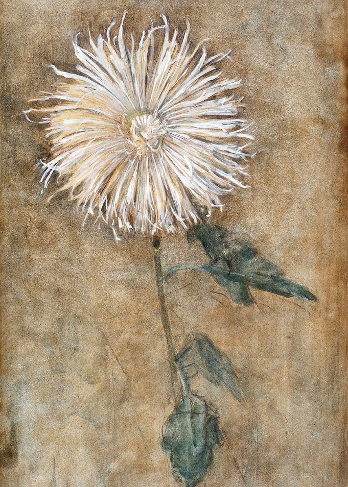 Chrysanthemum 1900
