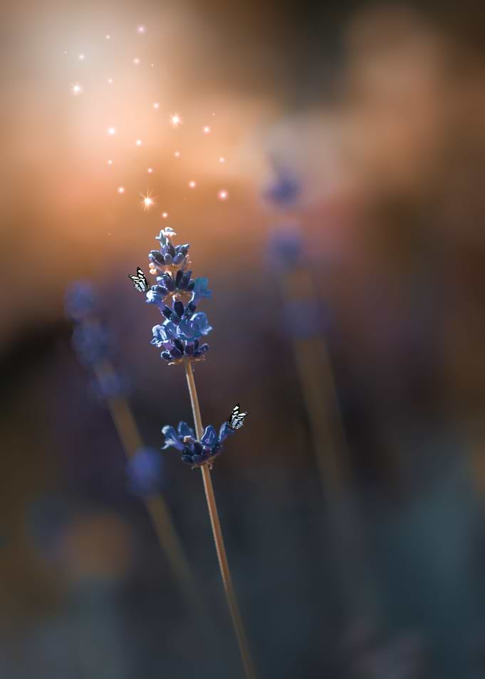Blue lavender, macro