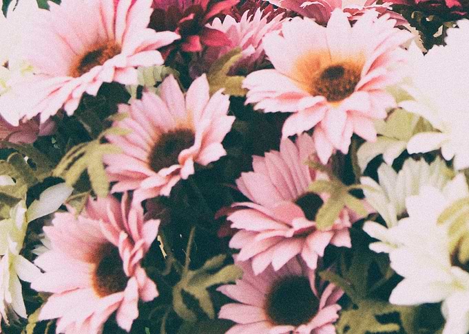 flower white and pink