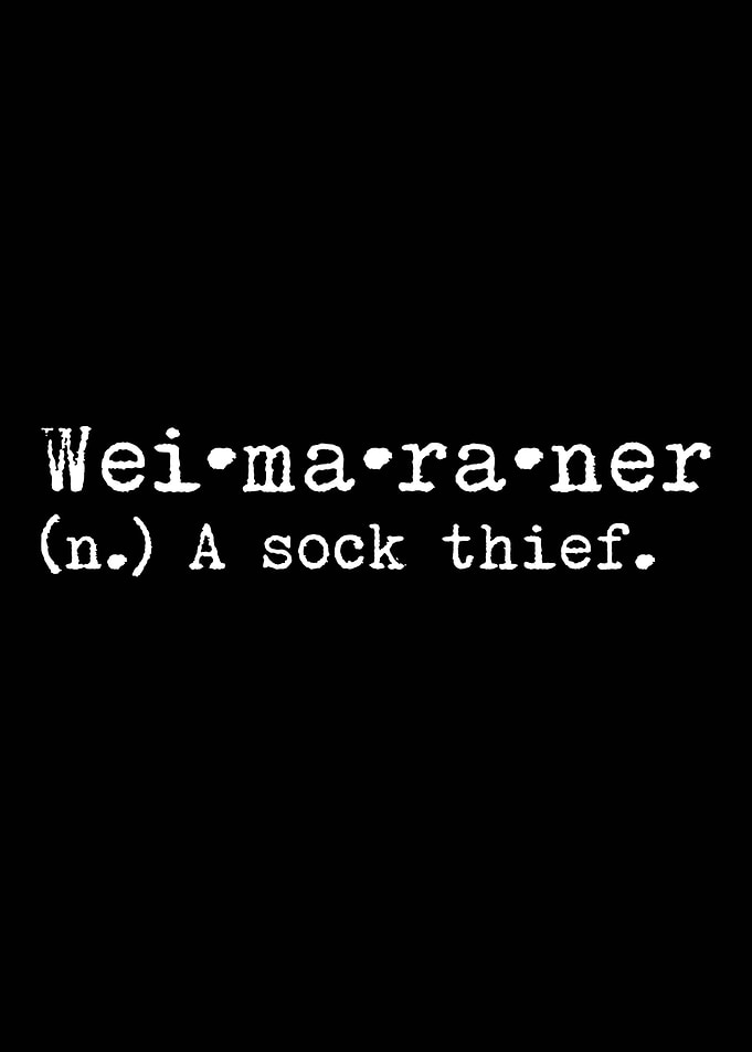 Weimaraner A Sock Thief