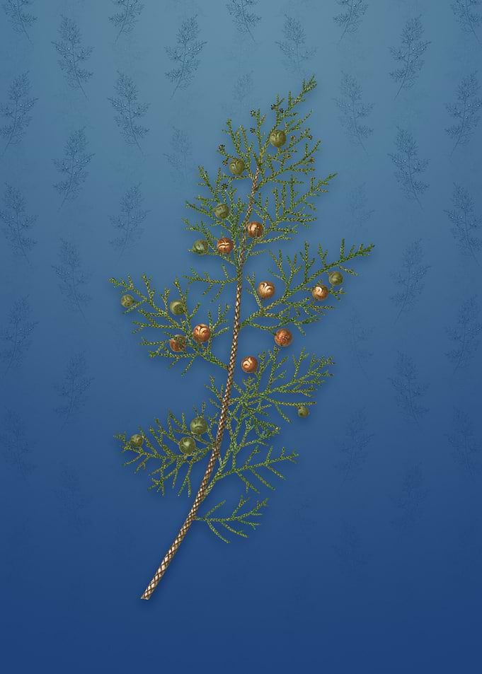 Vintage Phoenicean Juniper