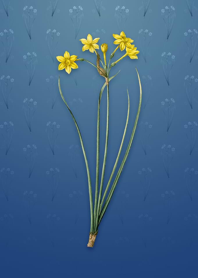 Vintage Rush Daffodil