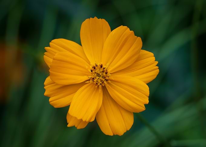 Yellow Cosmos