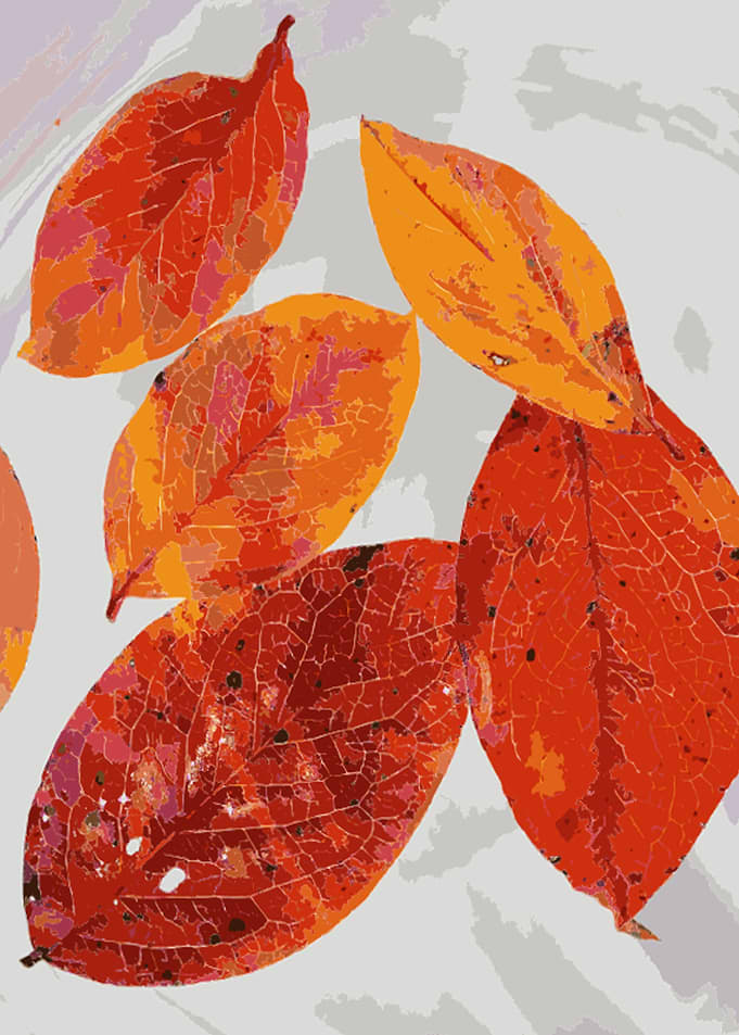 leaf in autumn