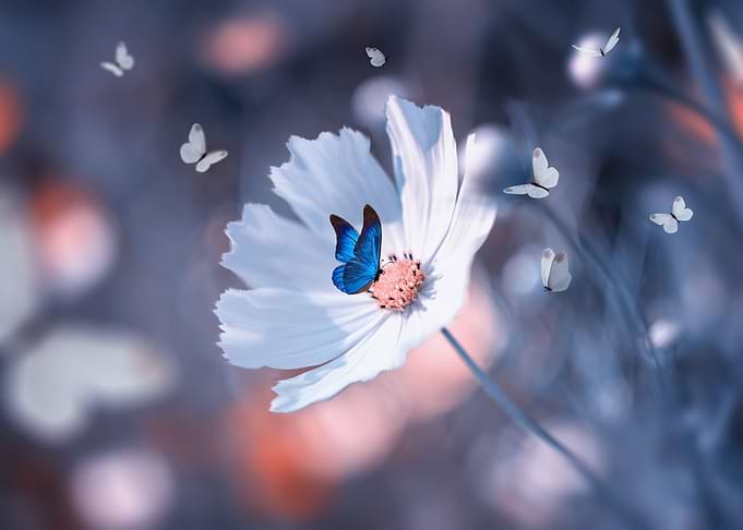 White flowers in garden