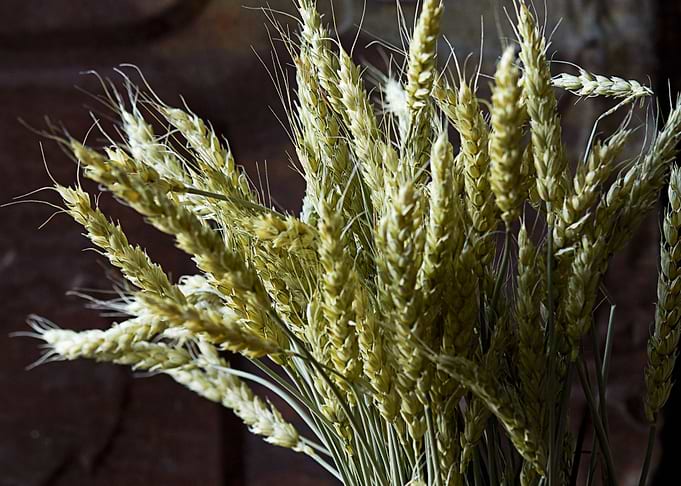 light wheat