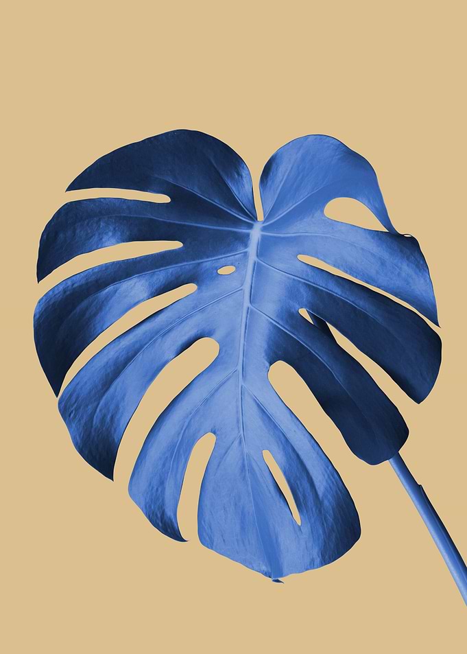 Minimalist floral 87