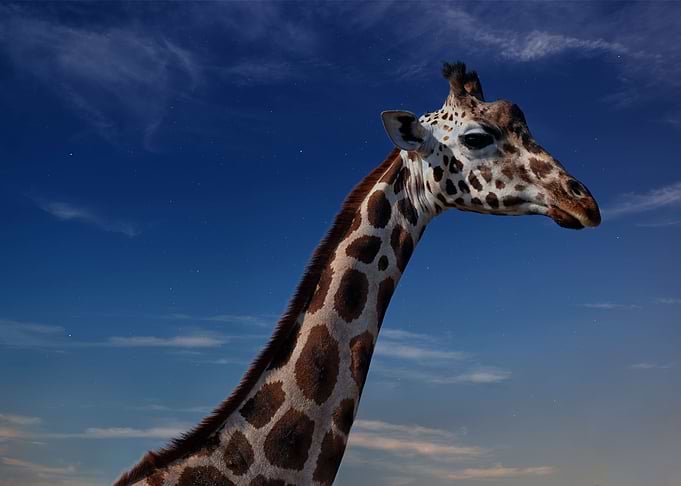 Cool giraffe in the night