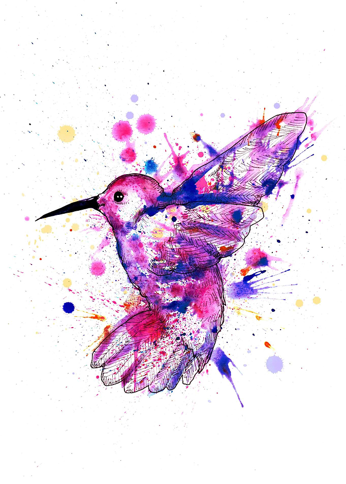 Rainbow Hummingbird