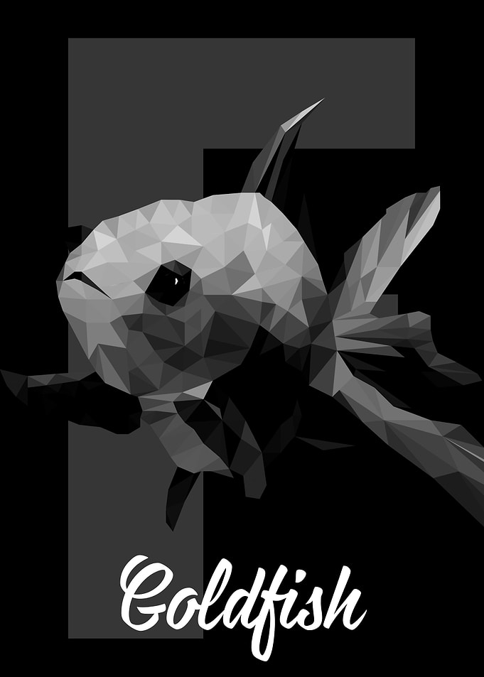 Goldfish