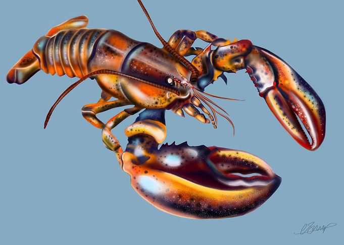 Lobster