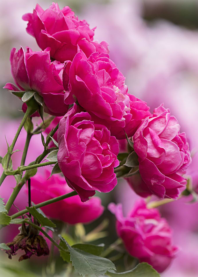 pink blossoms