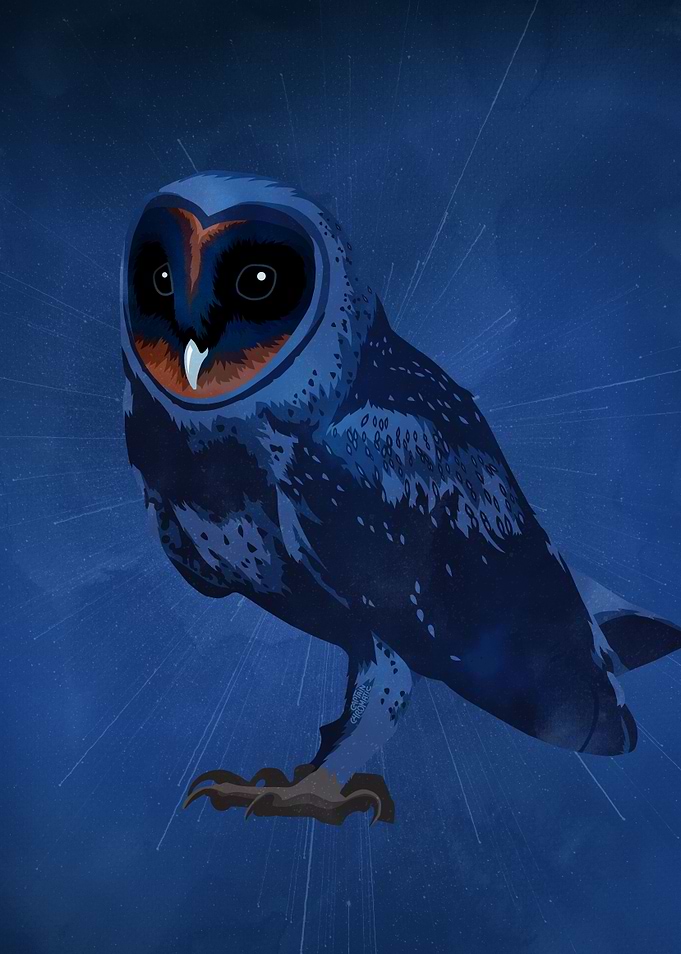 Melanistic Barn Owl