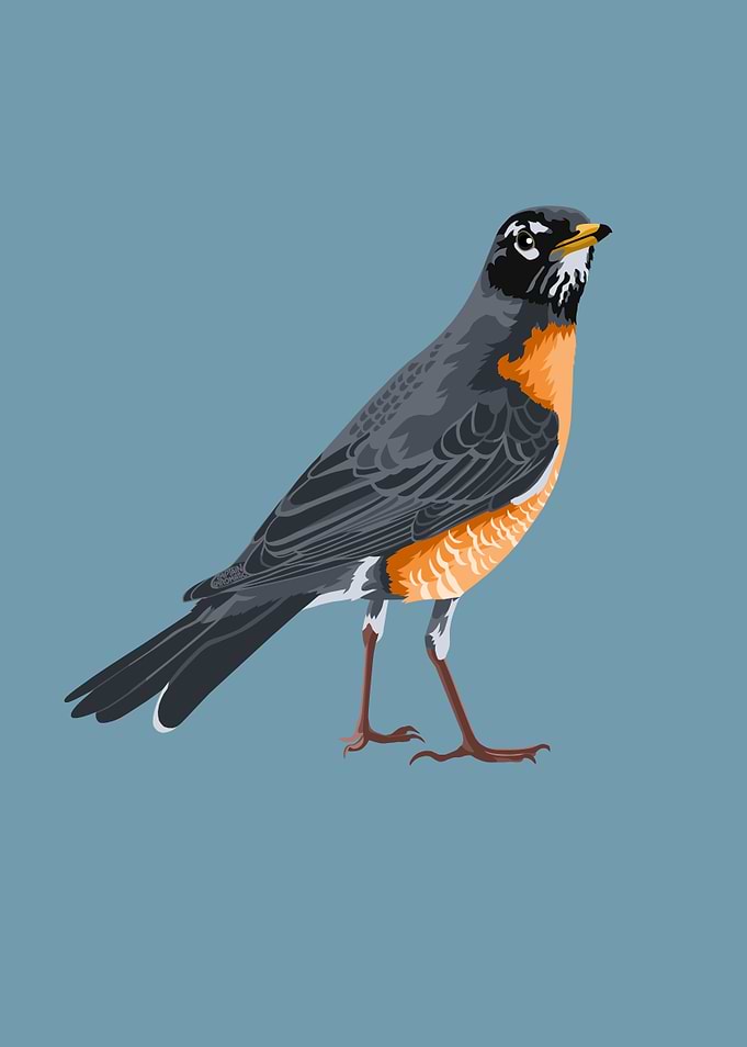American robin