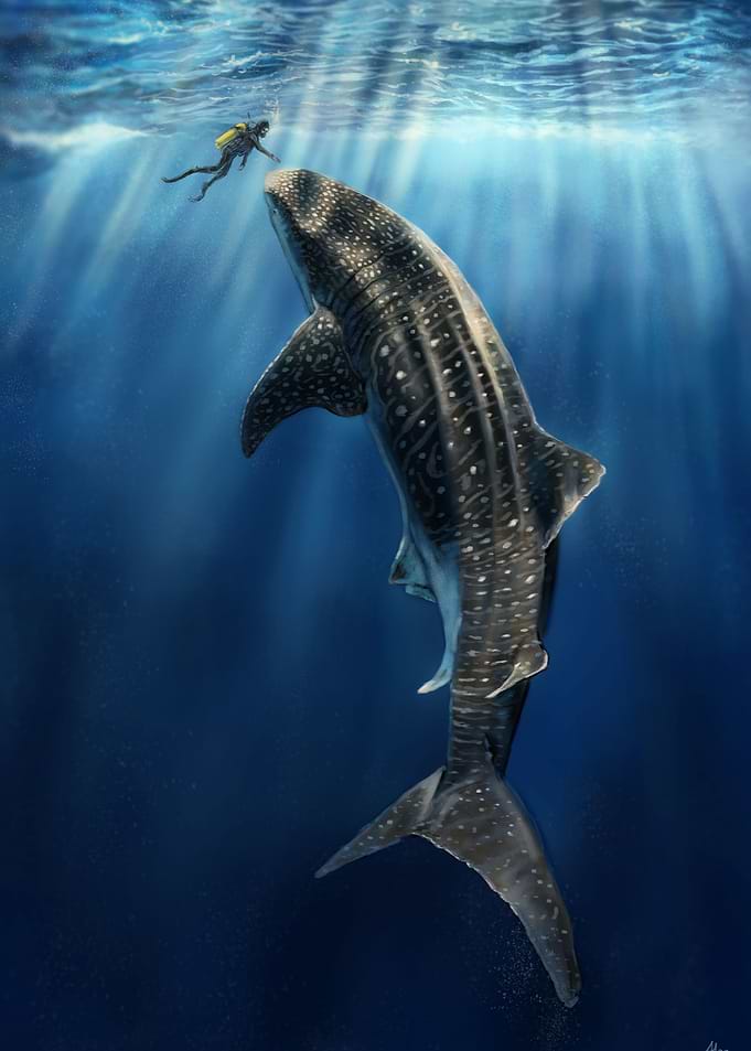 Whale Shark