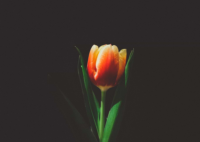 single orange tulip