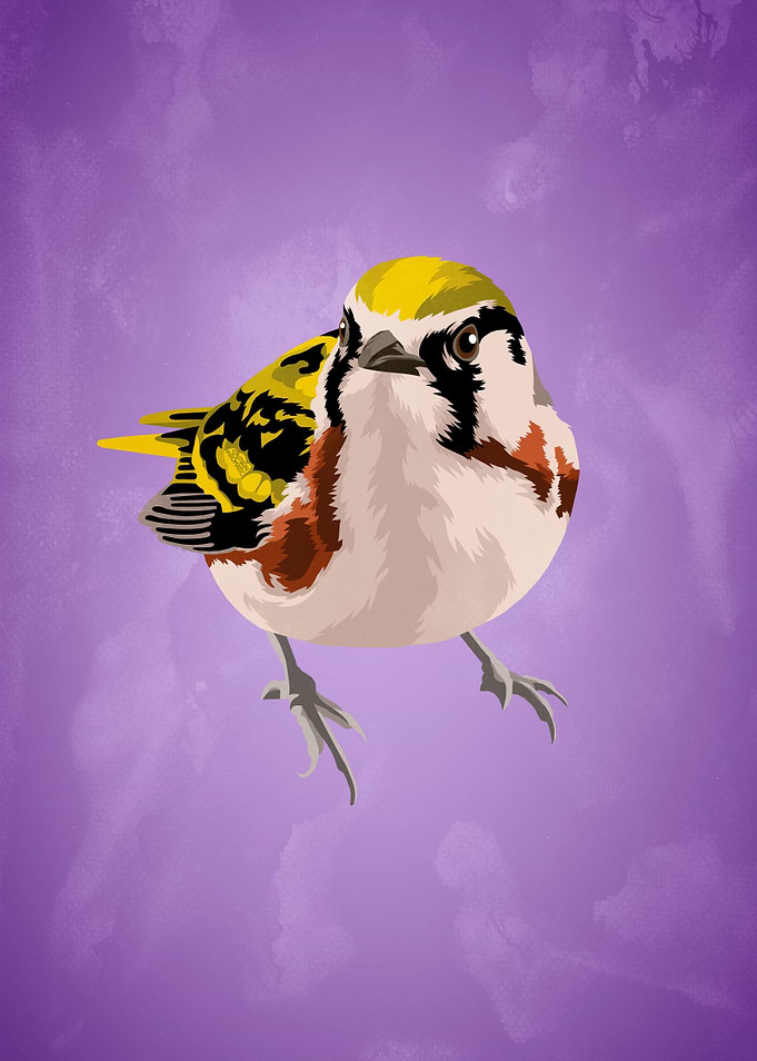 Chestnutsided warbler
