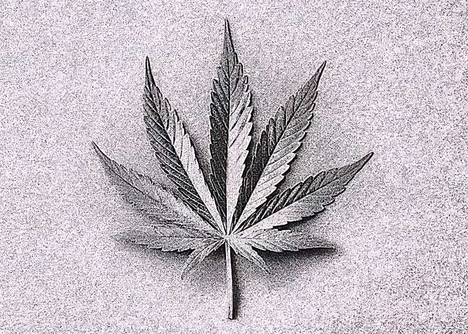Cannabis