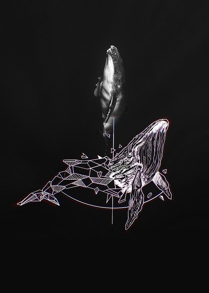 Whale