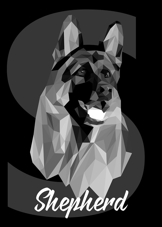 Shepherd