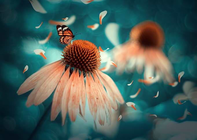 Echinacea and butterfly