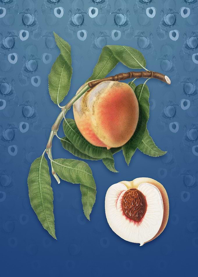 Peach on Bahama Blue