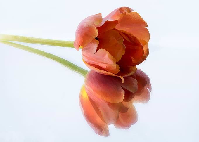 single tulip flower
