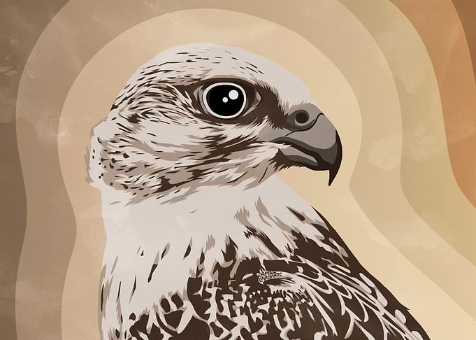 Gyrfalcon