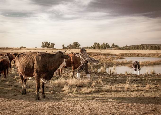 Lesotho herdmen