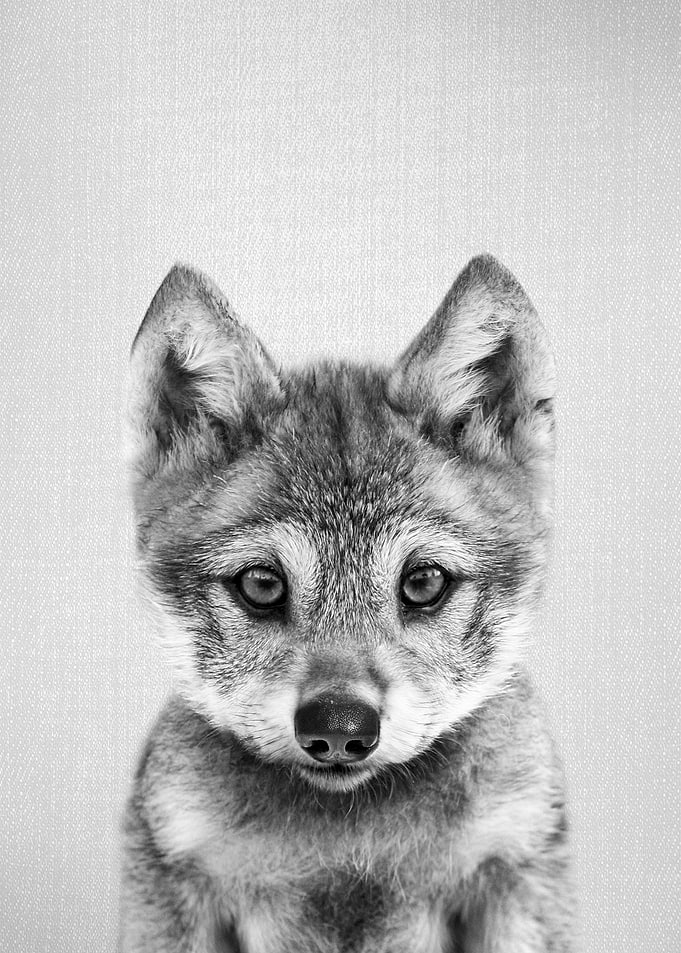 Baby Wolf BW