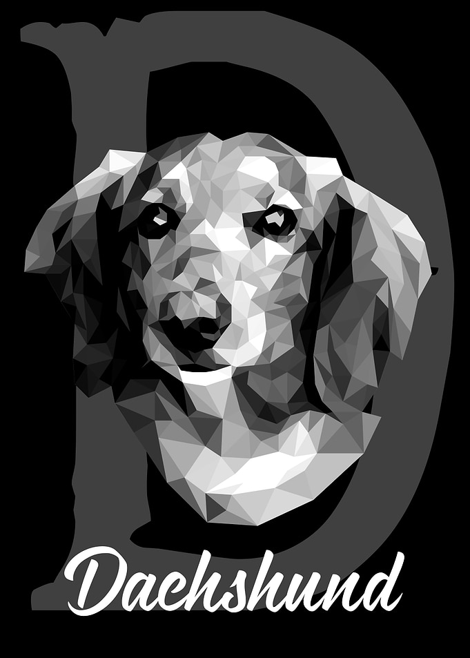Dachshund