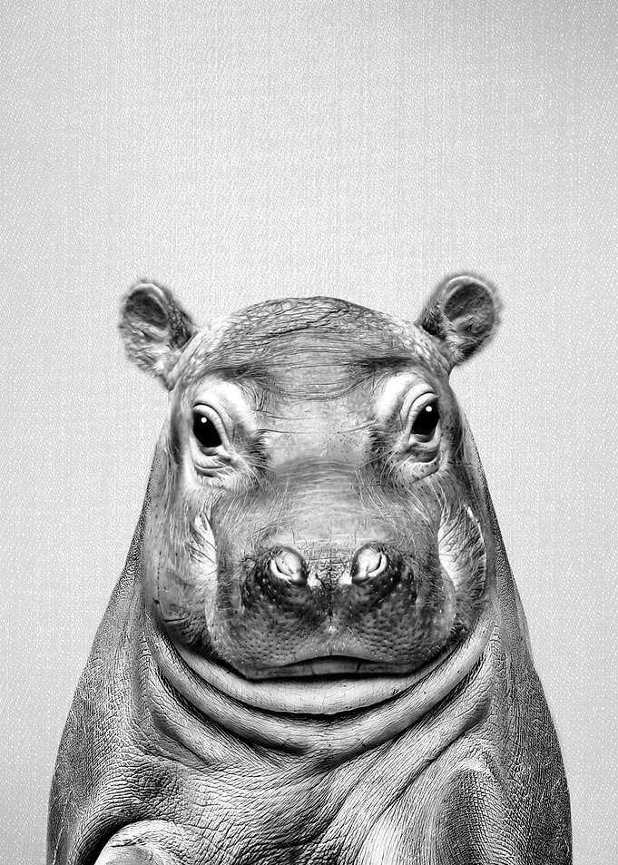 Baby Hippo BW