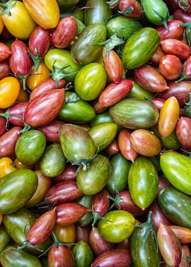 colorful tomatoes