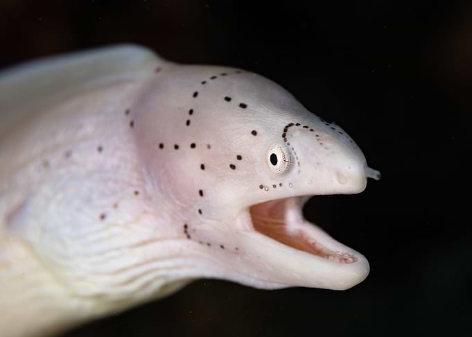 Moray Eel