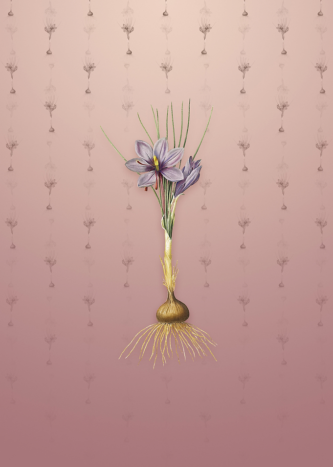 Vintage Crocus Sativus