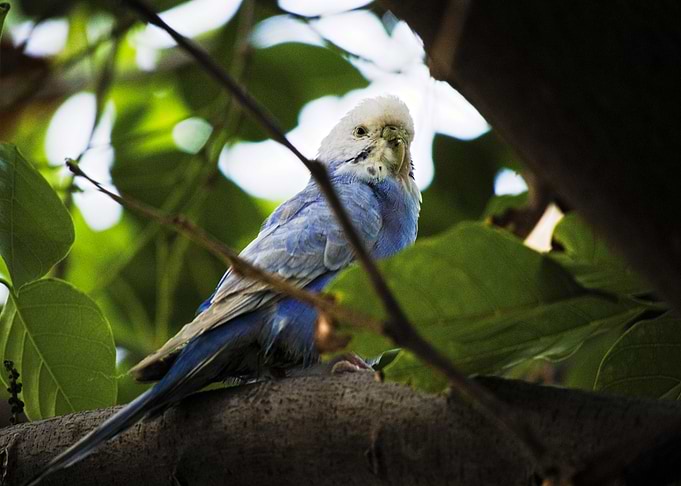 The cute sleepy parrot