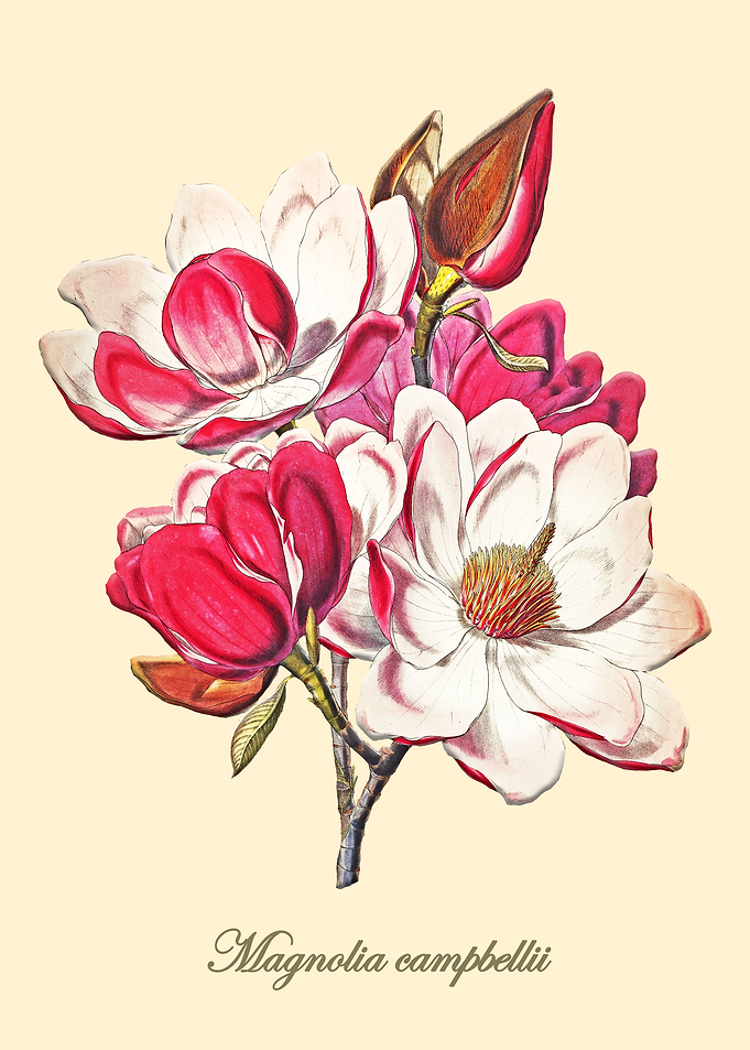 Vintage Magnolia