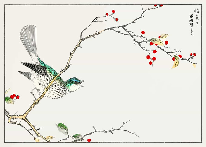 Brown eared Bulbul